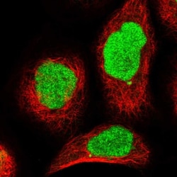 REPIN1 Antibody, Novus Biologicals:Antibodies:Primary Antibodies